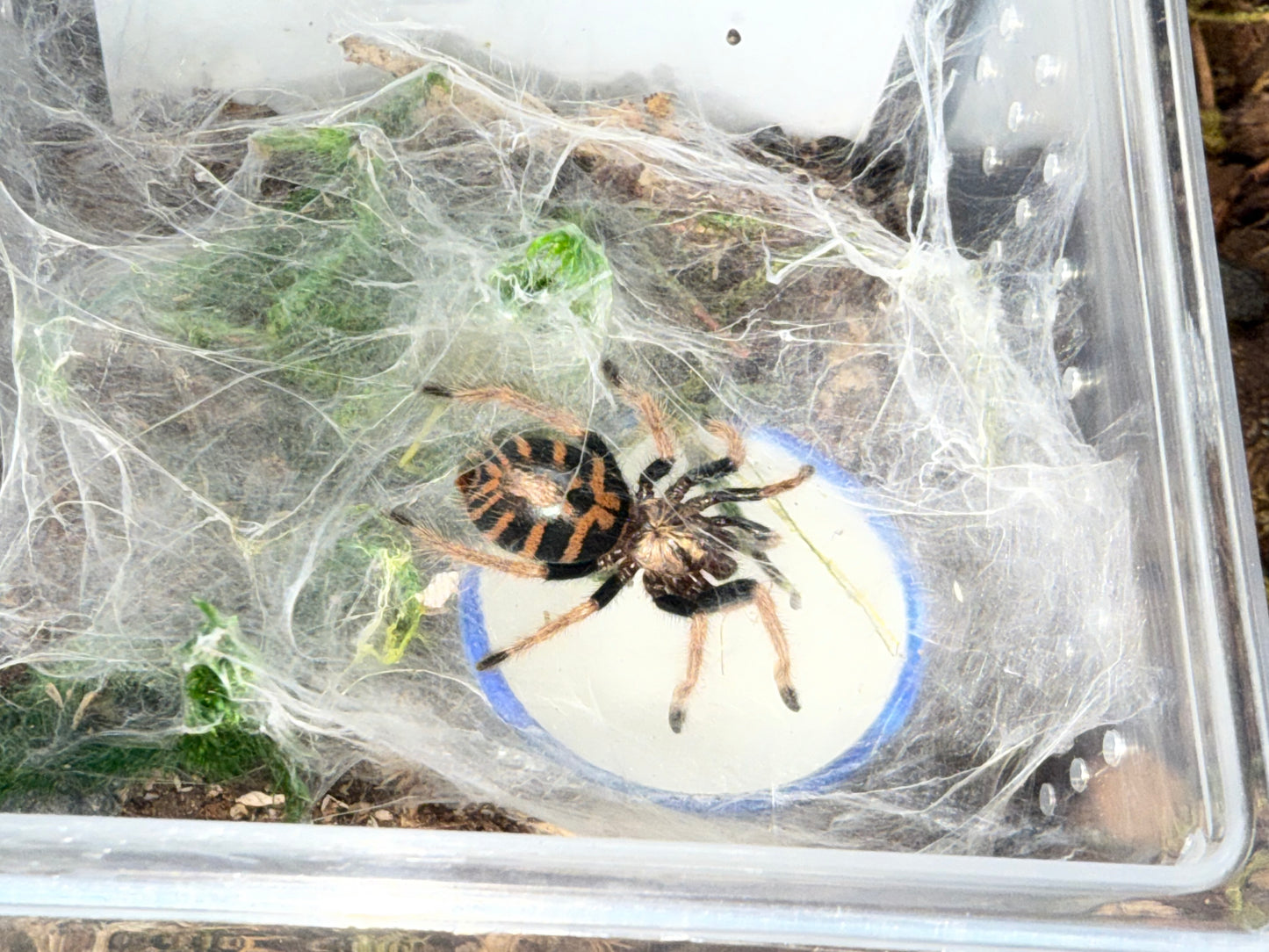 Chromatopelma Cyaneopubescens - Green Bottle Blue