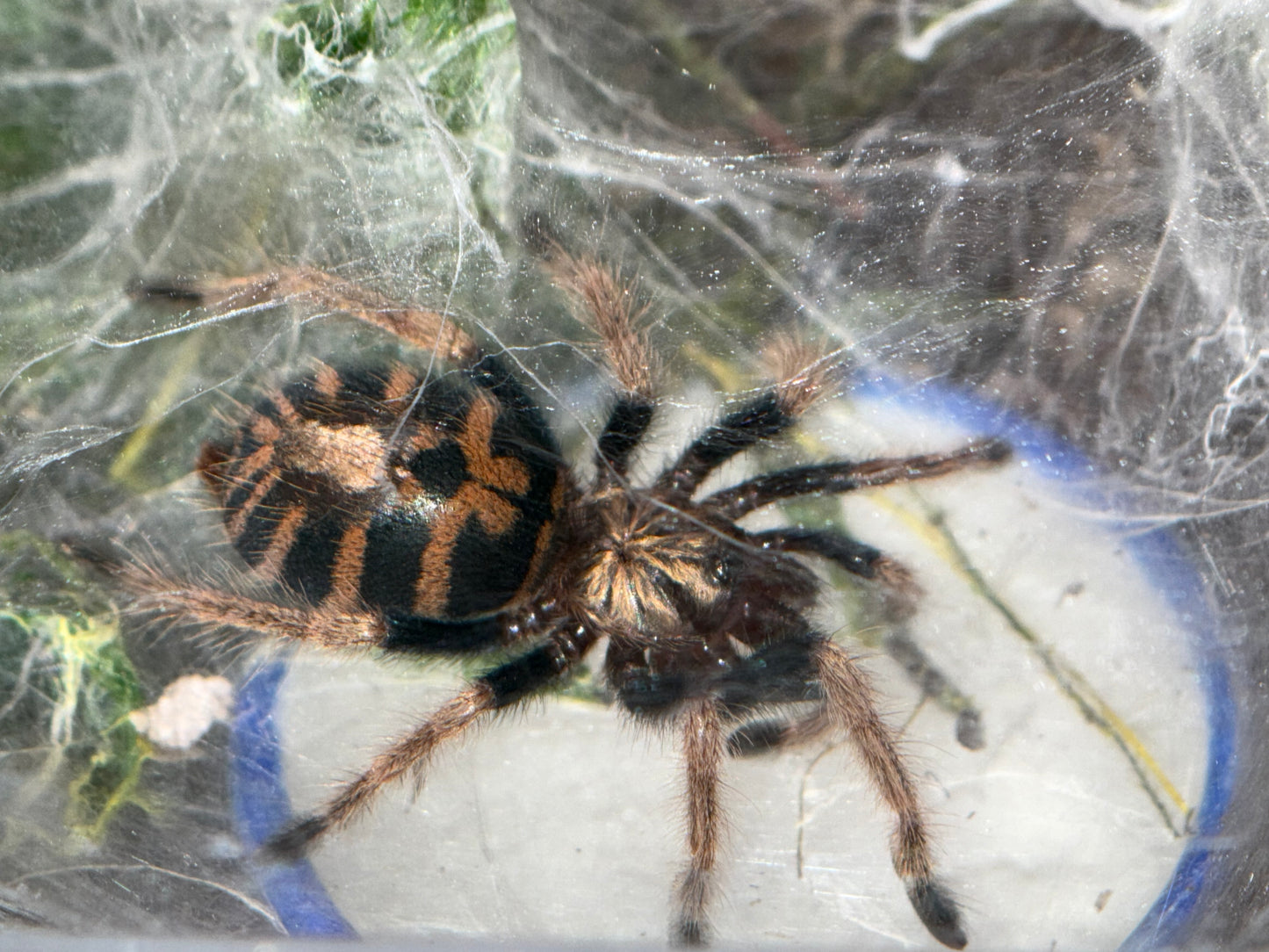 Chromatopelma Cyaneopubescens - Green Bottle Blue