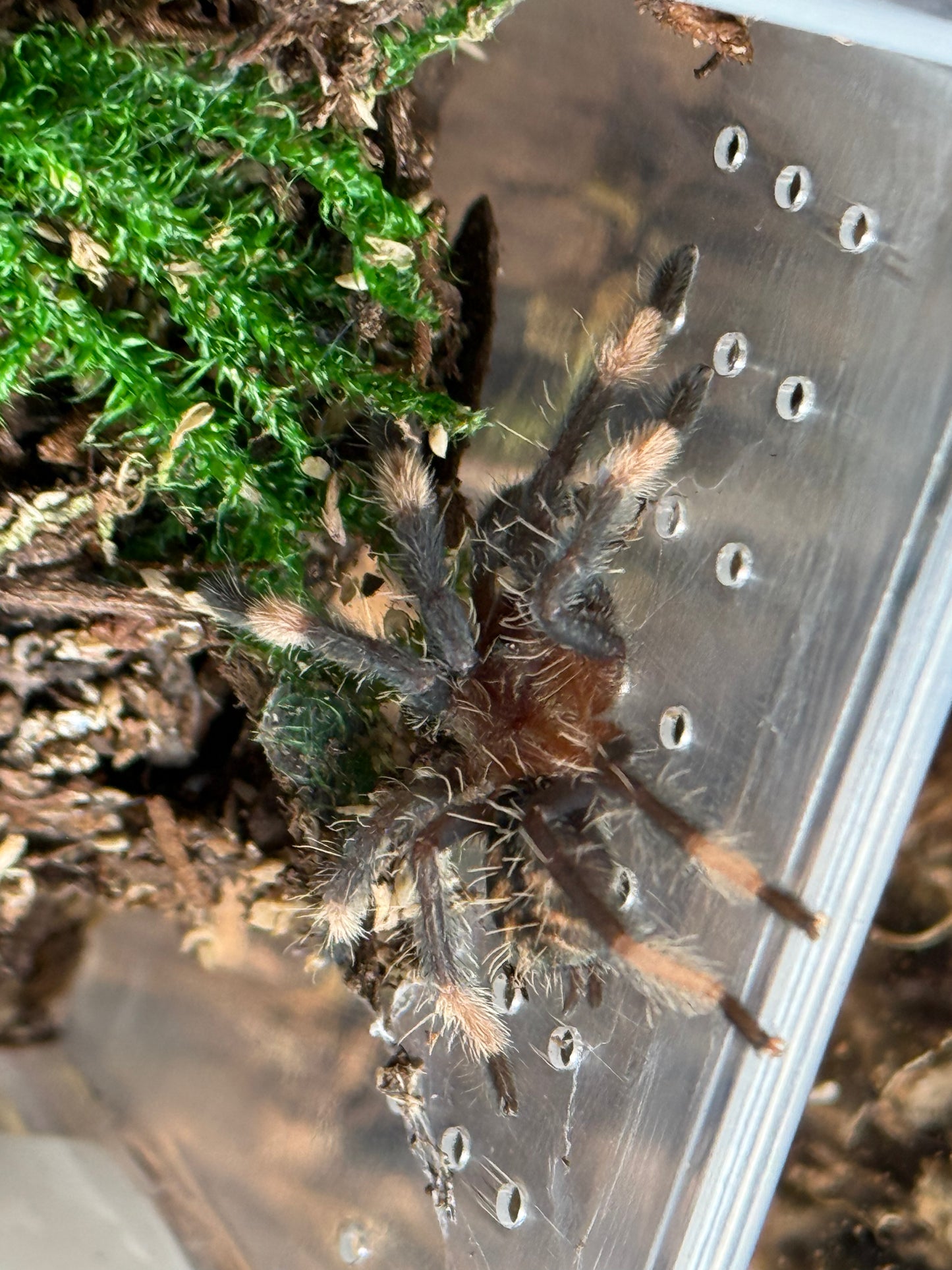 Psalmopoeus Irminia -Venezuelan Sun Tiger Tarantula (Sling)