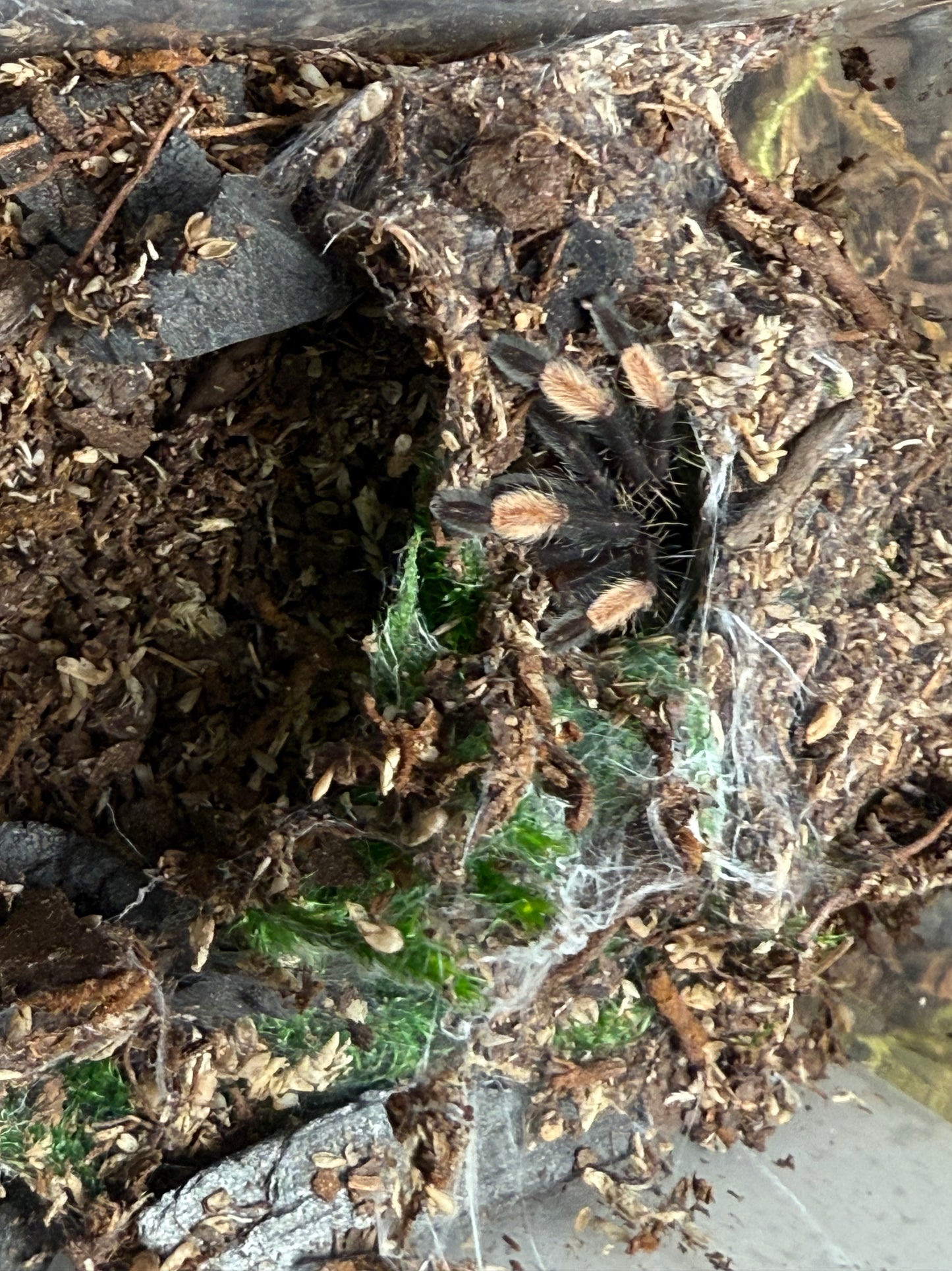 Psalmopoeus Irminia -Venezuelan Sun Tiger Tarantula (Sling)