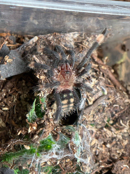 Psalmopoeus Irminia -Venezuelan Sun Tiger Tarantula (Sling)