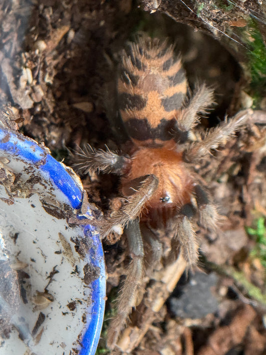 Davus Pentaloris - Guatemalan Tiger Rump (Sling)
