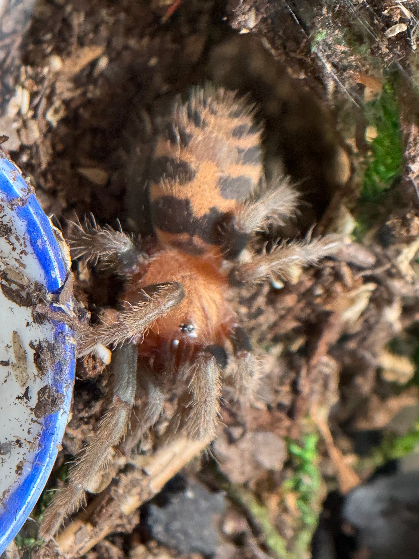 Davus Pentaloris - Guatemalan Tiger Rump (Sling)