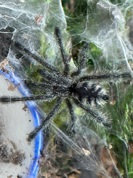 Avicularia Purpurea - Purple Pink Toe (Sling)