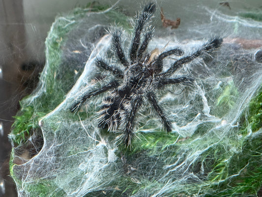 Avicularia Purpurea - Purple Pink Toe (Sling)