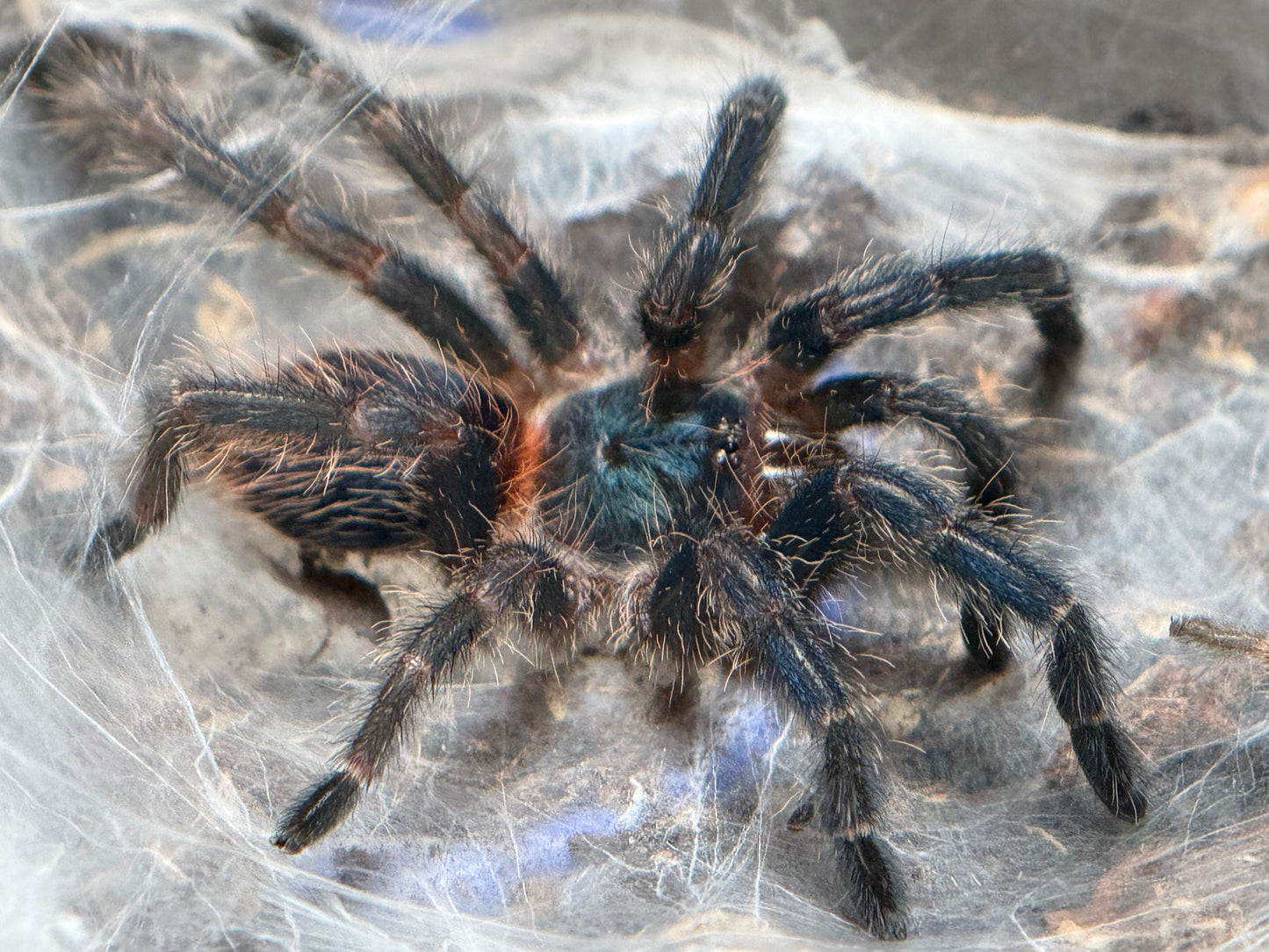 Dolichothele Diamantinensis - Brazilian Blue Dwarf Beauty (Sling)