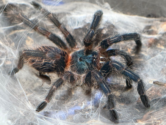 Dolichothele Diamantinensis - Brazilian Blue Dwarf Beauty (Sling)