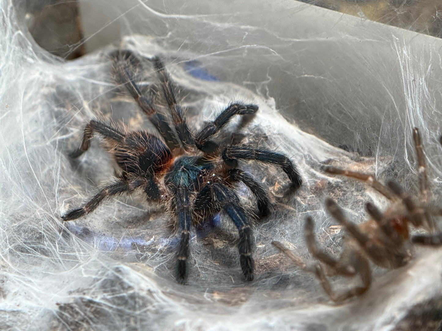Dolichothele Diamantinensis - Brazilian Blue Dwarf Beauty (Sling)