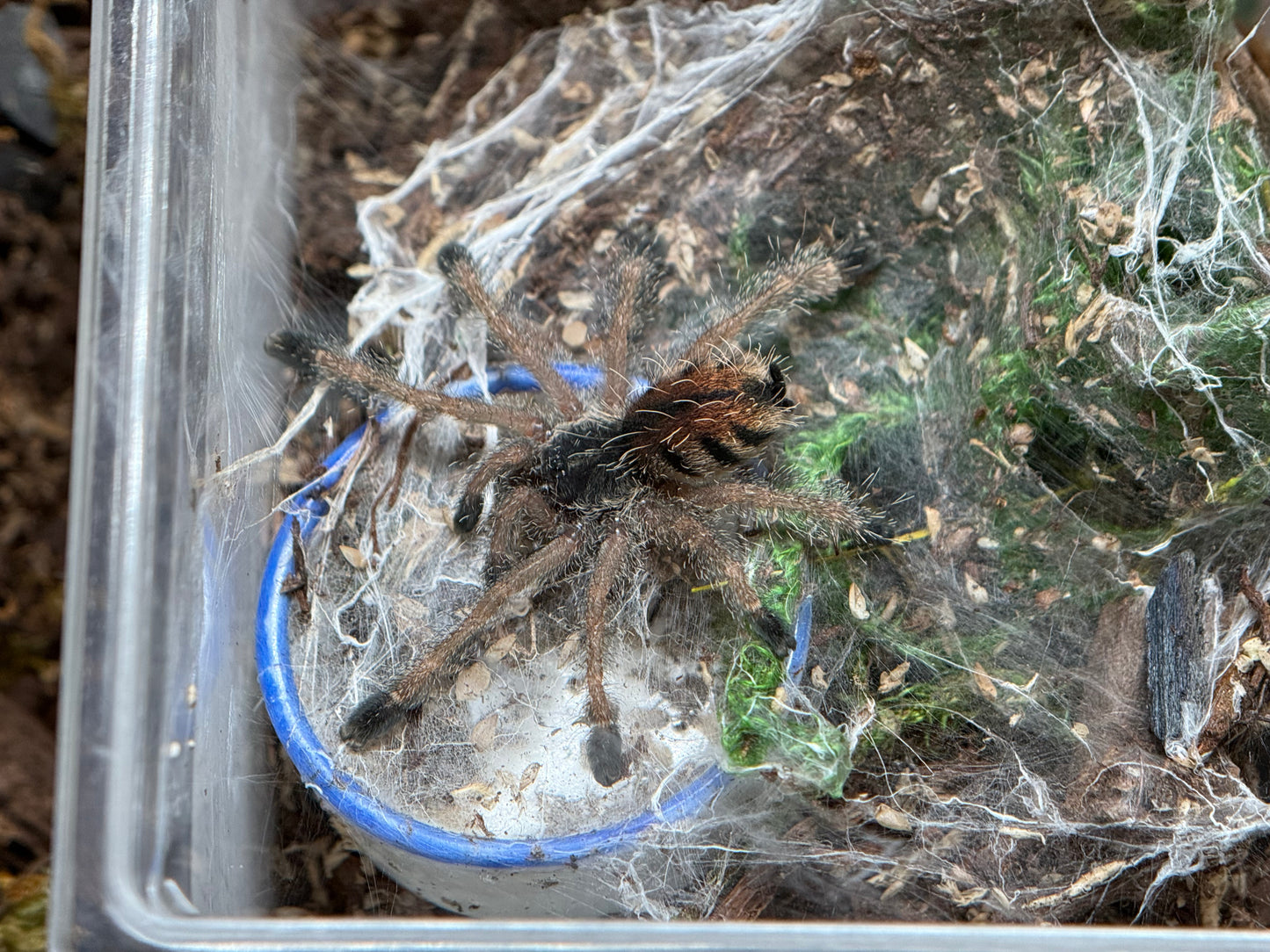 Avicularia Juruensis M2 - Peru Purple Pink Toe (Sling)