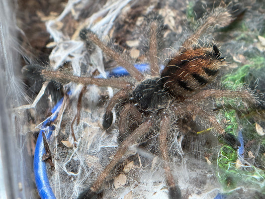 Avicularia Juruensis M2 - Peru Purple Pink Toe (Sling)
