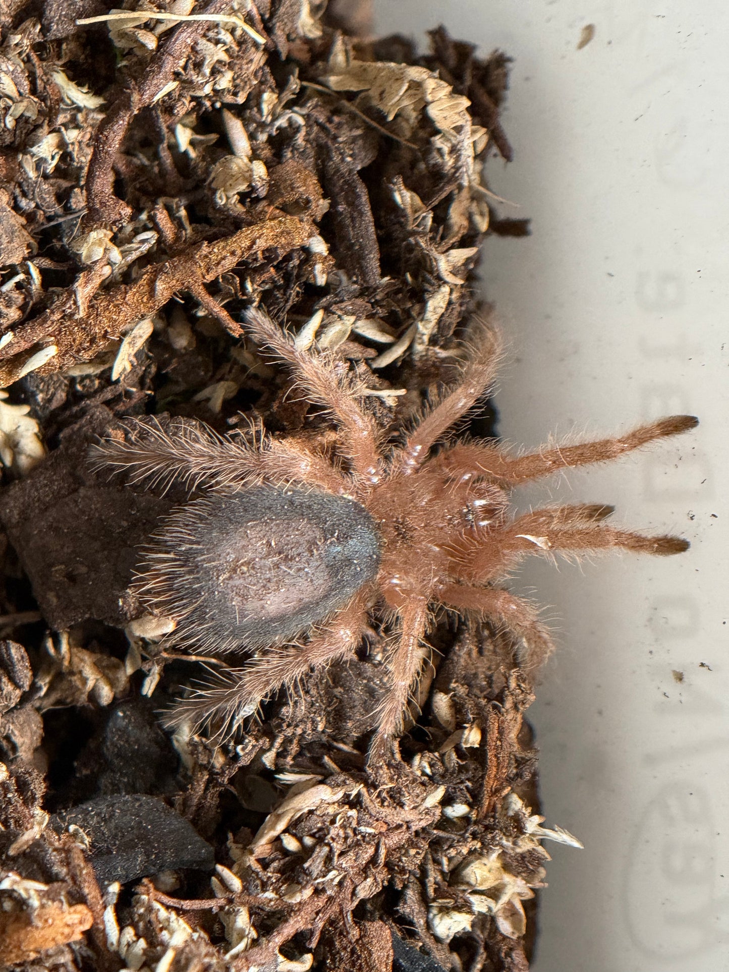 Grammostola Pulchripes - Chaco Golden Knee (Sling)