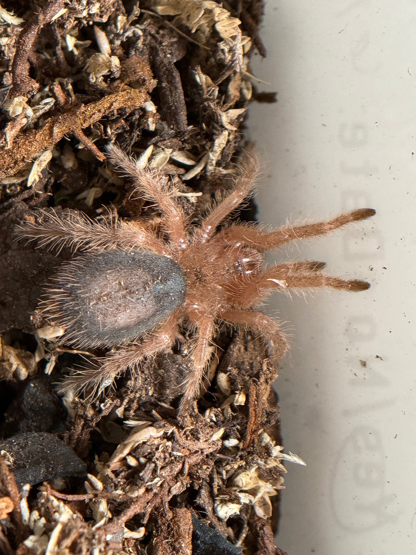 Grammostola Pulchripes - Chaco Golden Knee (Sling)