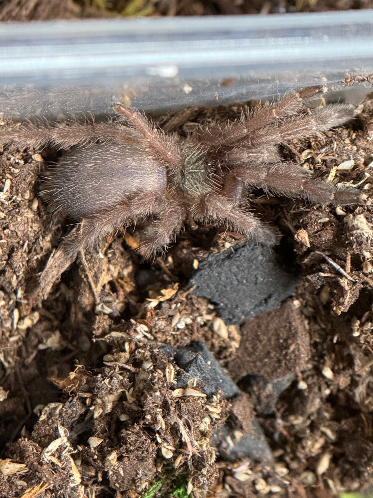 Tapinauchenius Sanctivincenti - St Vincent's Feathered Leg Tree Spider (Sling)
