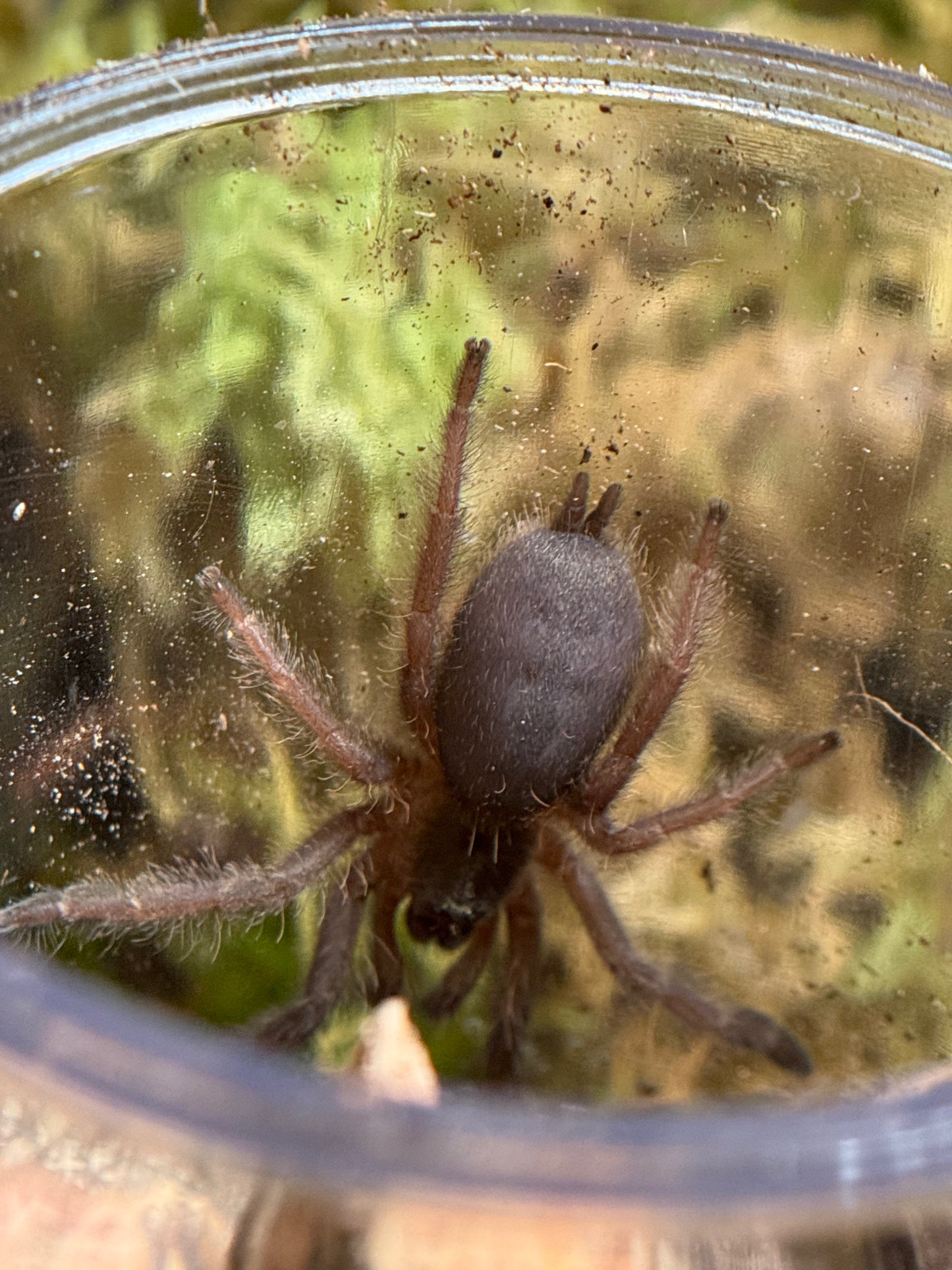 Tapinauchenius Sanctivincenti - St Vincent's Feathered Leg Tree Spider (Sling)