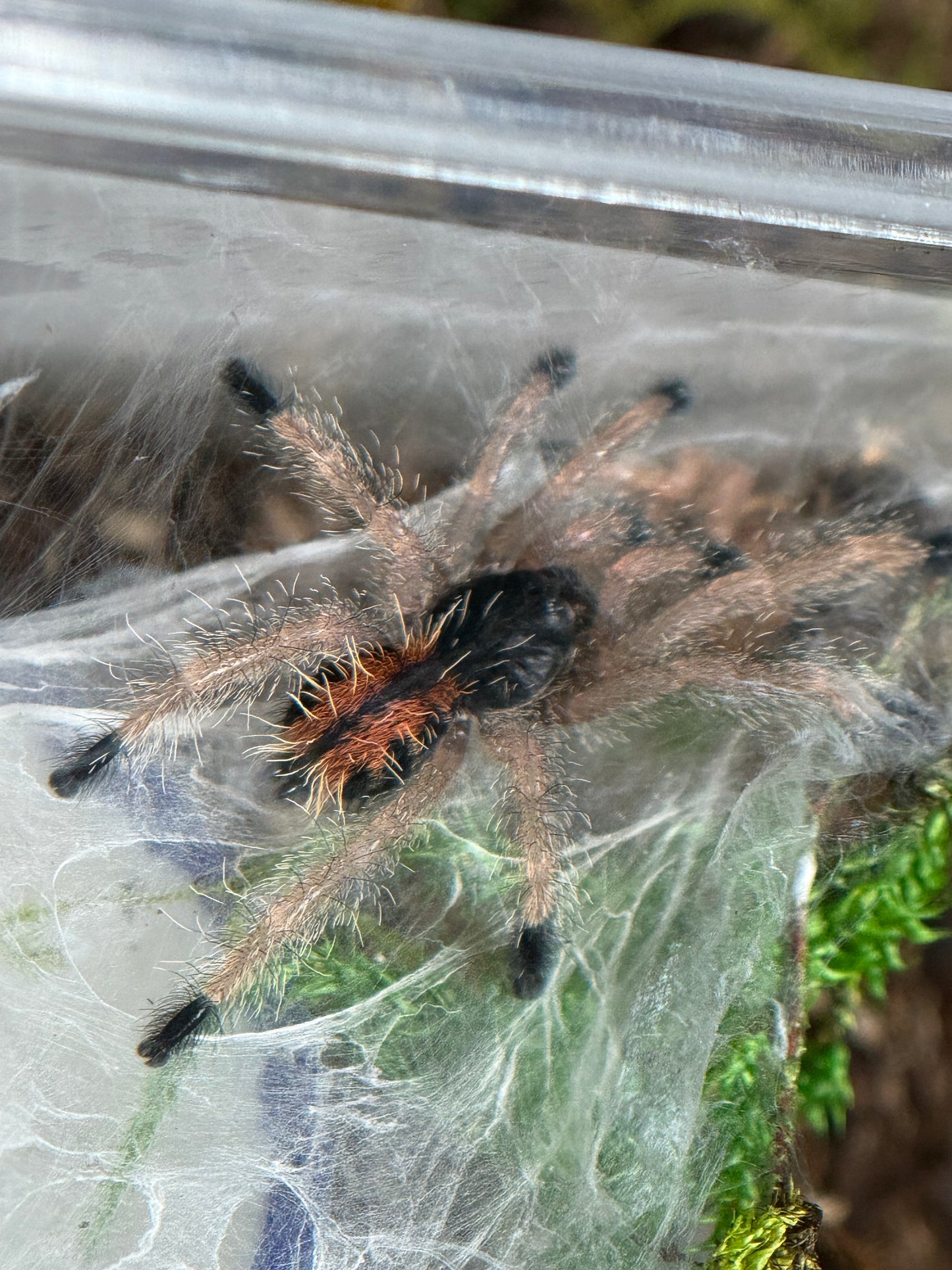 Avicularia Geroldi - Brazilian Blue & Green Pinktoe (Sling)