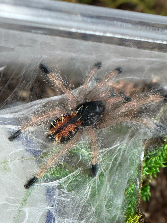 Avicularia Geroldi - Brazilian Blue & Green Pinktoe (Sling)