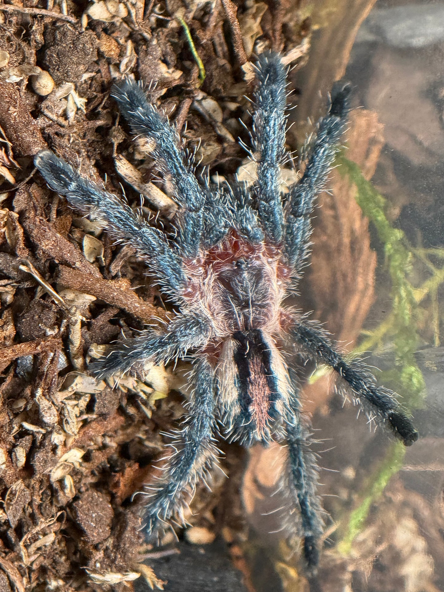 Ybyrapora Sooretama - Amazon Purple Sapphire Pinktoe (Sling)