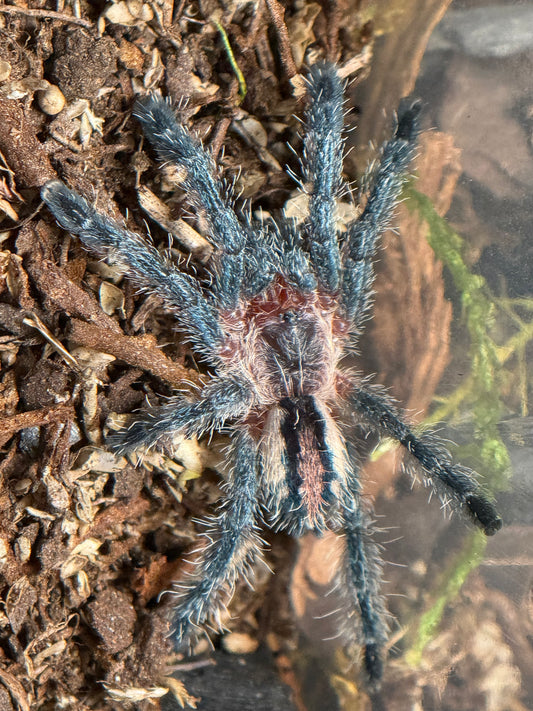 Ybyrapora Sooretama - Amazon Purple Sapphire Pinktoe (Sling)