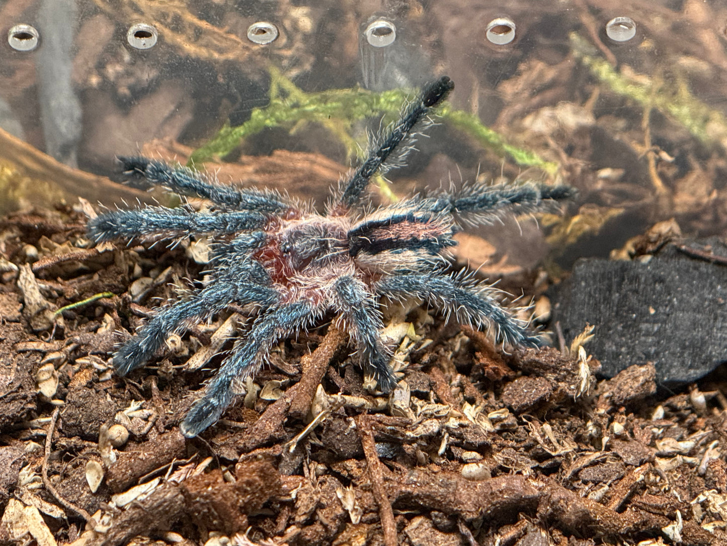 Ybyrapora Sooretama - Amazon Purple Sapphire Pinktoe (Sling)