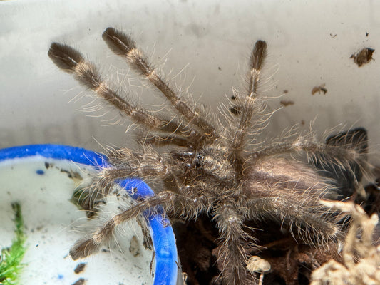 Poecilotheria Subfusca - 'Highland' Ivory Ornamental (Texas Only) (Sling)