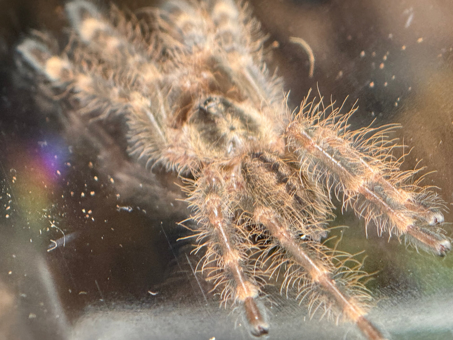 Poecilotheria Subfusca - 'Highland' Ivory Ornamental (Texas Only) (Sling)