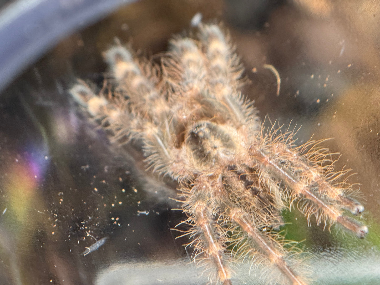 Poecilotheria Subfusca - 'Highland' Ivory Ornamental (Texas Only) (Sling)