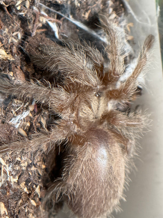 Monocentropus Balfouri - Socotra Island Blue Baboon (Sling)