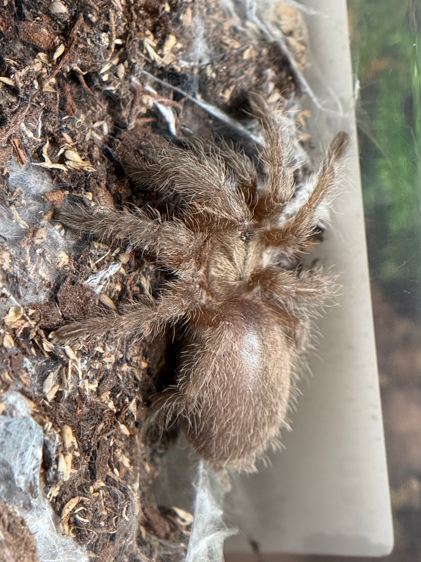 Monocentropus Balfouri - Socotra Island Blue Baboon (Sling)