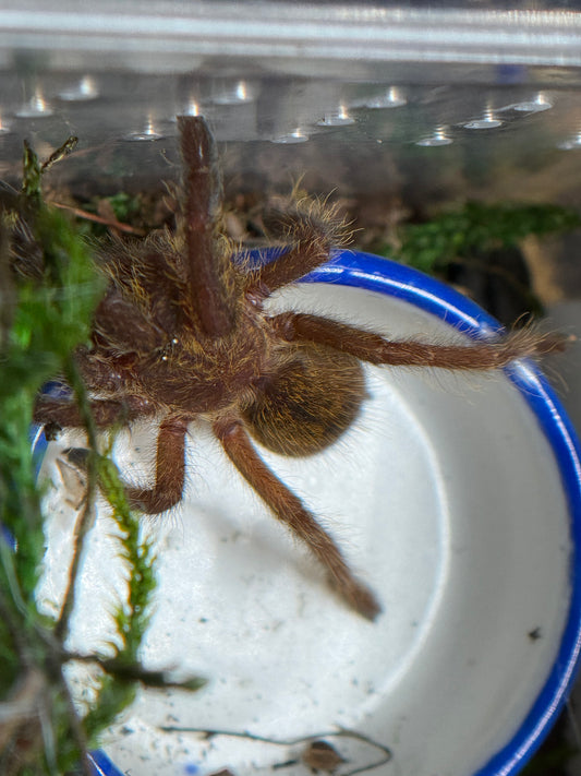 Pterinochilus murinus RCF 'Usambara' - Orange Baboon Tarantula 'OBT' (Sling)
