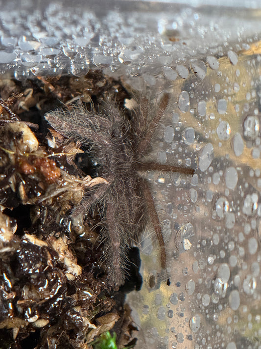 Heteroscodra Maculata - Togo Starburst Baboon (Sling)