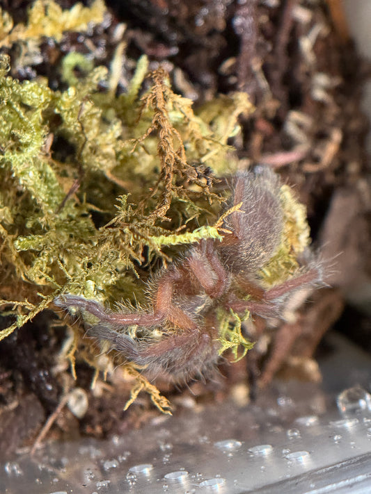 Harpactira Pulchripes - Golden Blue Legged Baboon (Sling)